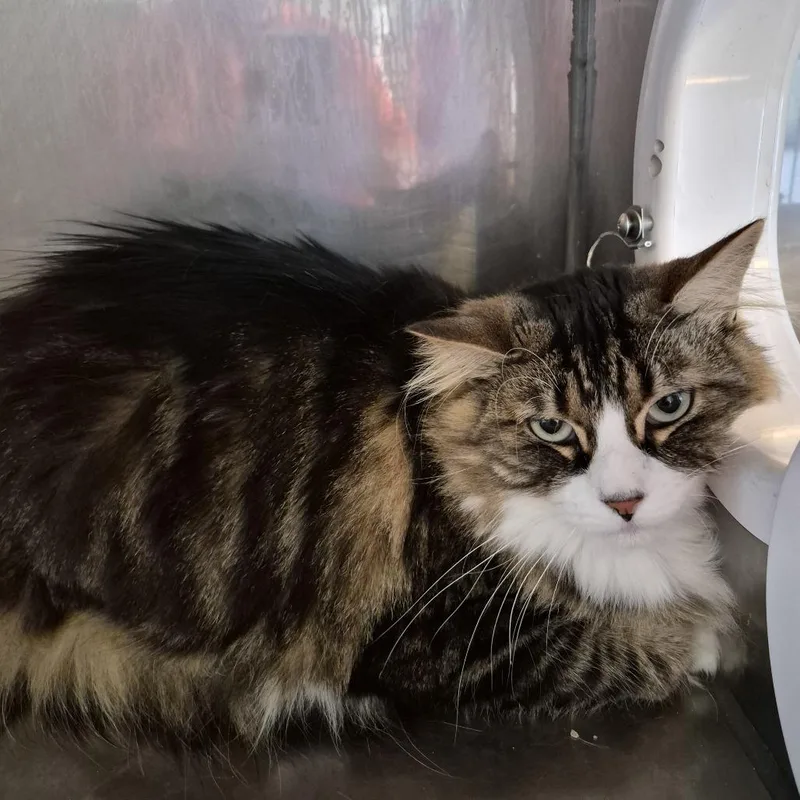 An adult large-sized female Brown / Chocolate Domestic Medium Hair cat named Claire for adoption in Natick, MA