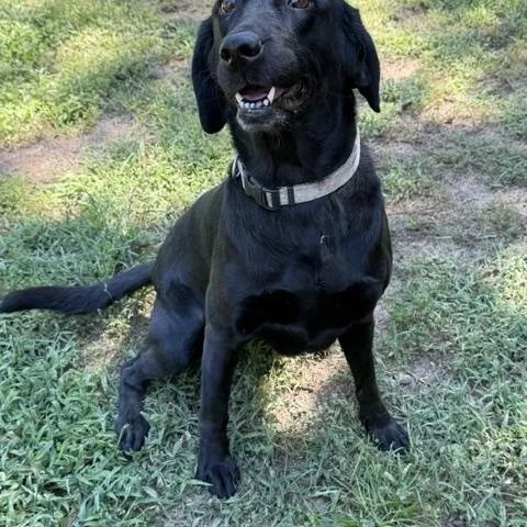 An adult medium-sized female Black Labrador Retriever dog named Kate for adoption in Corsicana, TX