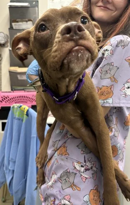 A young small-sized female Terrier dog named Queen Bee for adoption in Palm Coast, FL