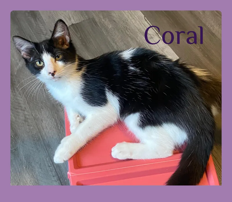 A baby medium-sized female Black & White / Tuxedo Tabby cat named Coral for adoption in Lawton, OK
