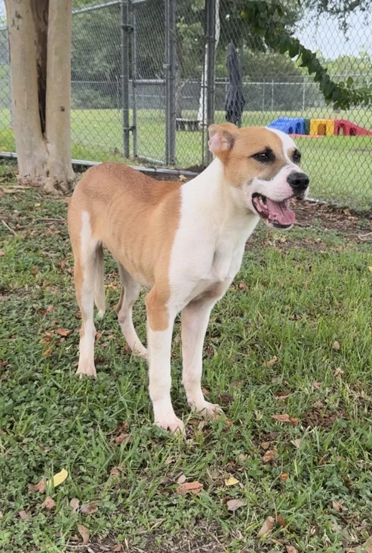 A young medium-sized male White / Cream Terrier dog named Louie for adoption in Friendswood, TX