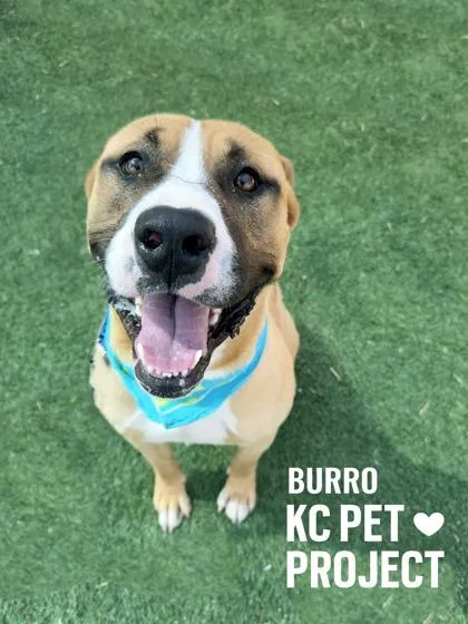 An adult extra large-sized male Yellow / Tan / Blond / Fawn Pit Bull Terrier dog named Burro for adoption in Kansas City, MO