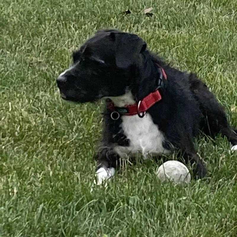 An adult medium-sized male Black Wirehaired Terrier dog named Oakley for adoption in Wyandotte, MI