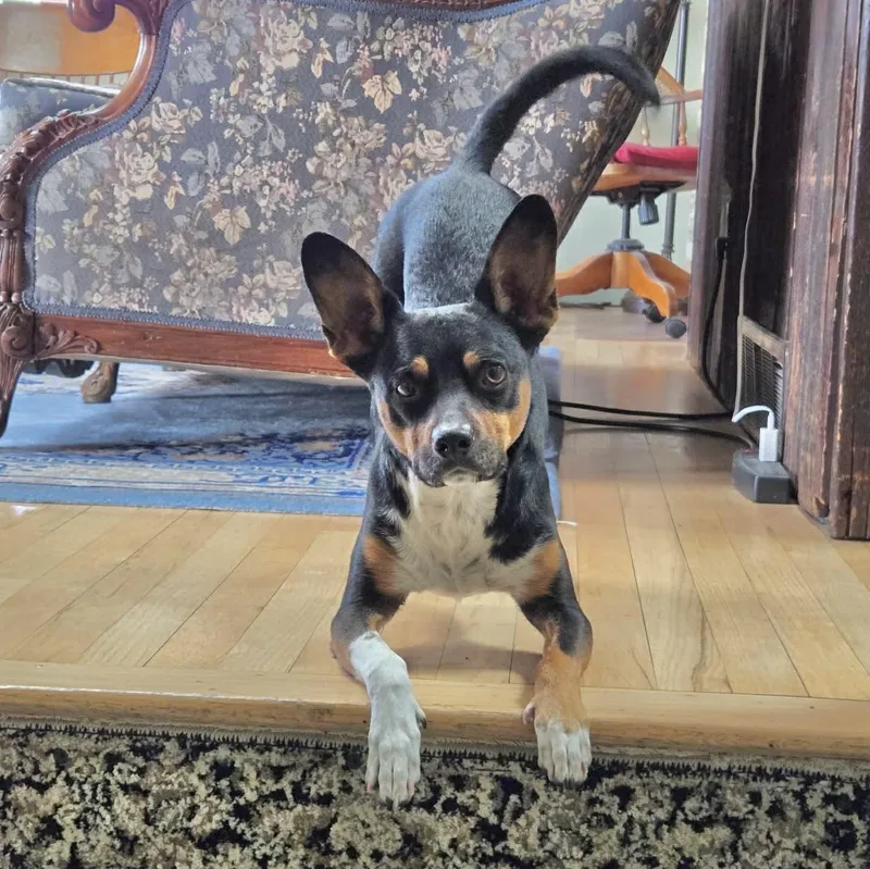 A young small-sized male Tricolor (Brown, Black, & White) Rat Terrier dog named Ziggy for adoption in Boulder, CO