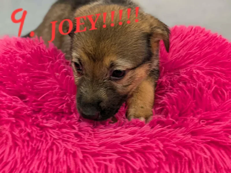 A baby medium-sized female Bicolor German Shepherd Dog named Joey Girl for adoption in Ayden, NC