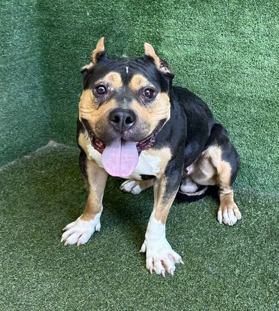 An adult large-sized female Pit Bull Terrier dog named Sparrow for adoption in Lancaster, CA