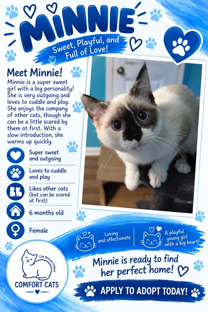 A young small-sized female Siamese cat named Minnie for adoption in Moore, SC