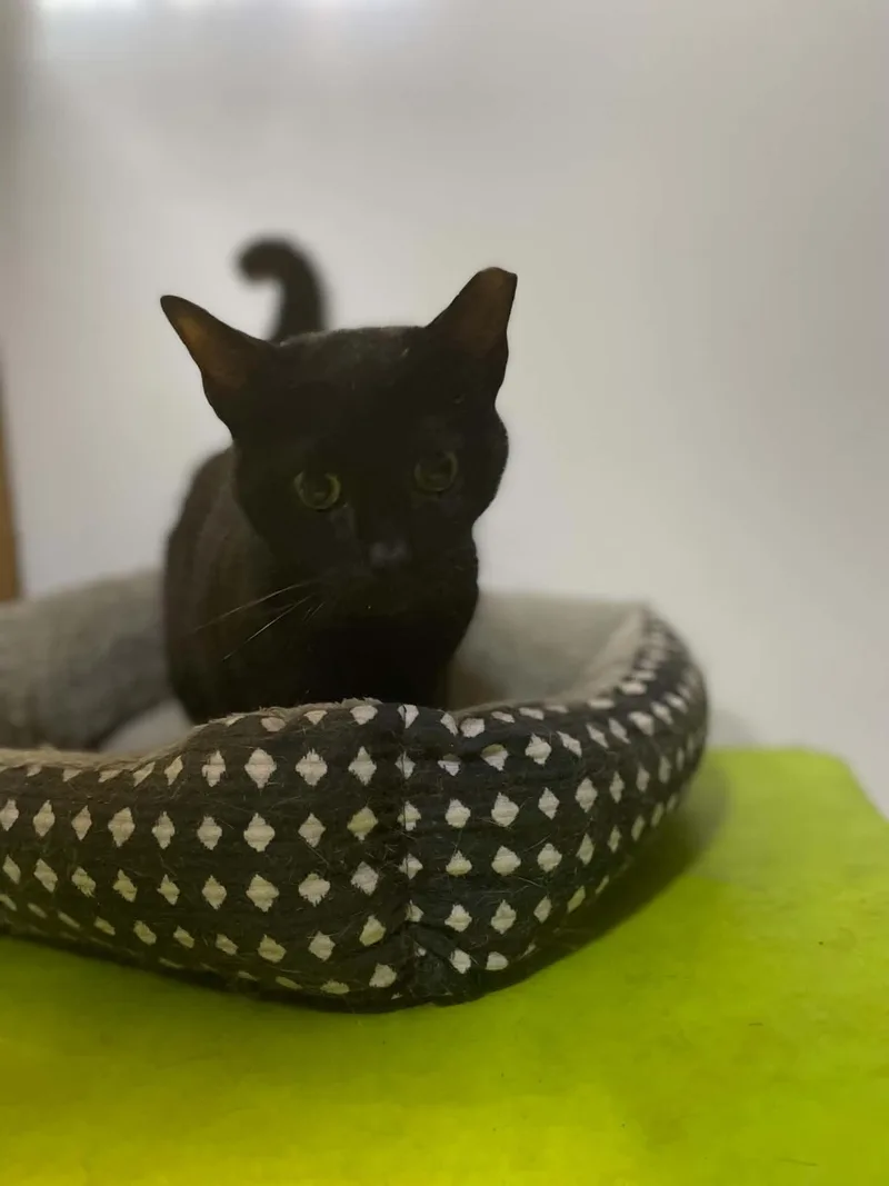 A young medium-sized male Black Domestic Short Hair cat named Mikey for adoption in Ormond beach, FL