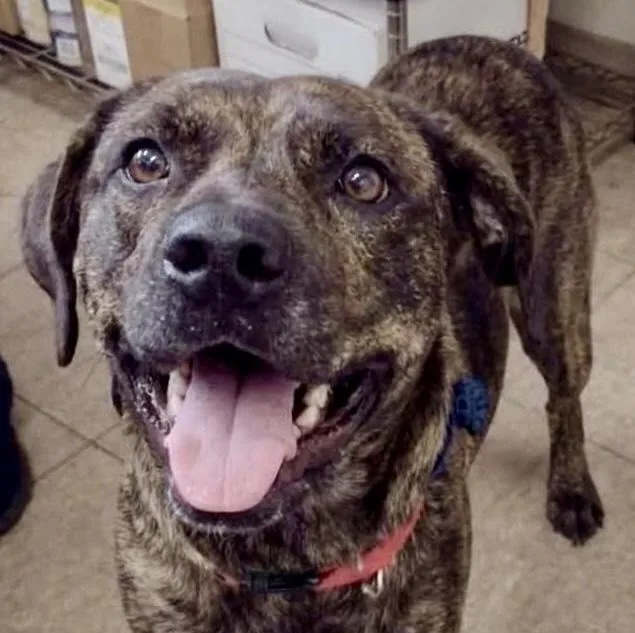 A young medium-sized female Labrador Retriever dog named Rouge for adoption in Cumming, GA