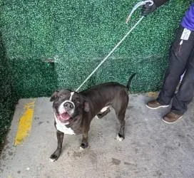 An adult large-sized male Pit Bull Terrier dog named Mystery for adoption in El Paso, TX