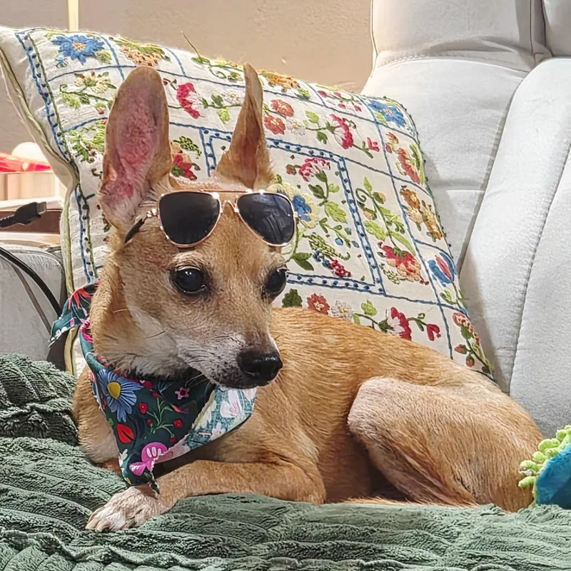 An adult small-sized male Red / Chestnut / Orange Chihuahua dog named Willie for adoption in Gulfport, MS