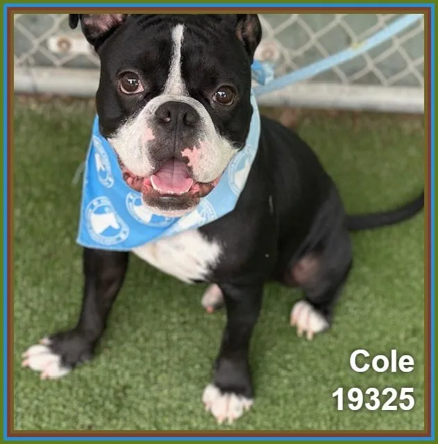 A young medium-sized male Black Boxer dog named Cole for adoption in Marietta, GA