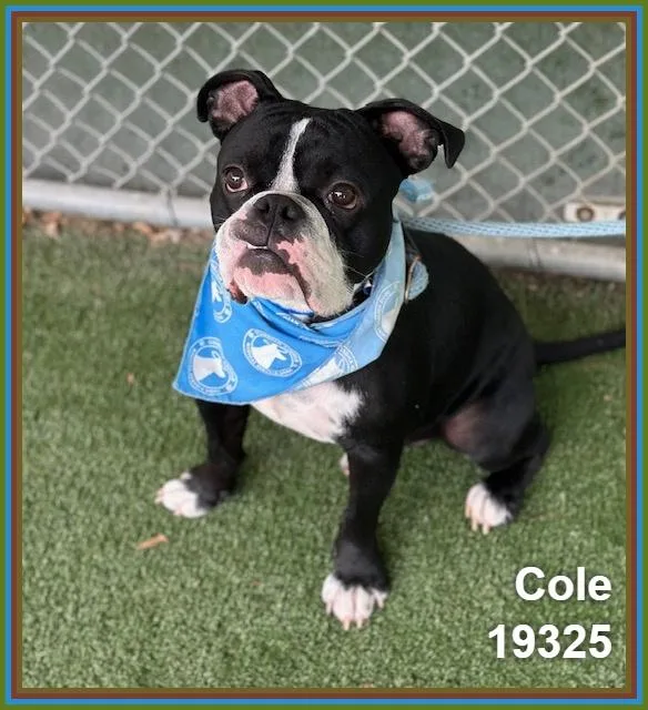 Cole thumbnail 3