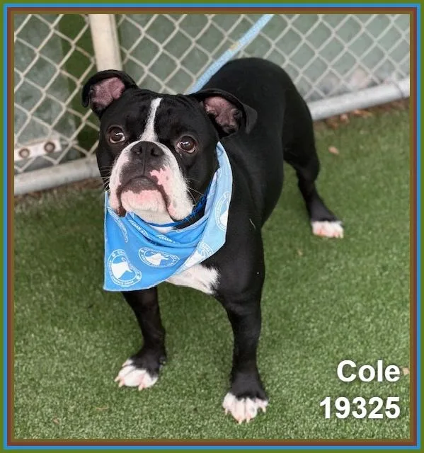 Cole thumbnail 4