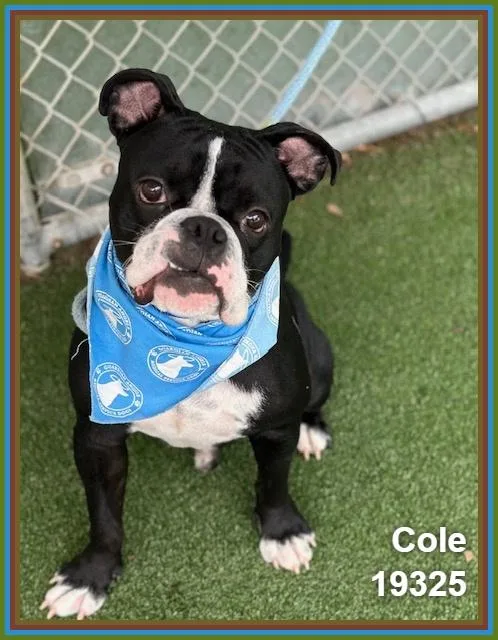 Cole thumbnail 5