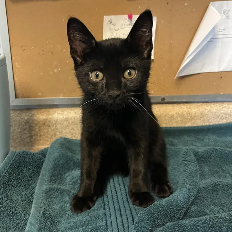 A baby small-sized male Black Domestic Short Hair cat named Tuba for adoption in Easton, PA