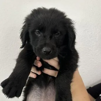 A baby medium-sized male Black Golden Retriever dog named Ewok puppy for adoption in San Juan, PR
