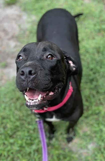 An adult large-sized female Mixed Breed dog named Wren for adoption in Palmetto, FL