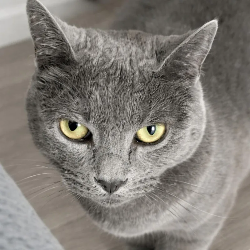 An adult medium-sized female Domestic Short Hair cat named Evangeline for adoption in Liverpool, TX