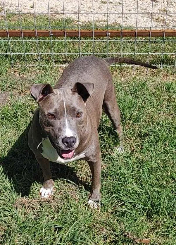 A young medium-sized female Gray / Blue / Silver American Staffordshire Terrier dog named Betty Boop for adoption in Seguin, TX