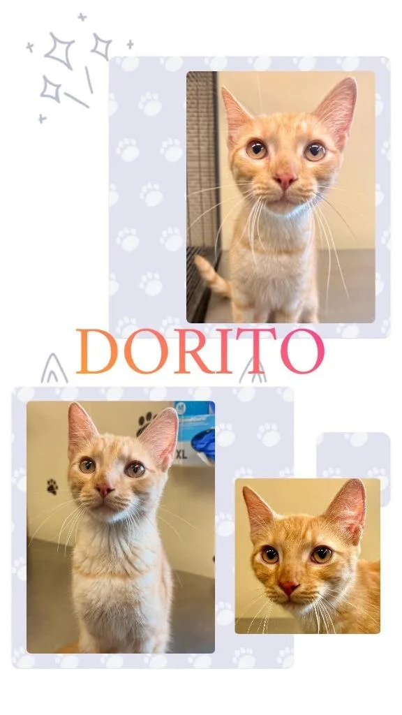 A baby large-sized male Domestic Medium Hair cat named Dorito for adoption in Rensselaer, IN
