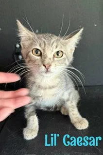 A young medium-sized male Gray / Blue / Silver Domestic Short Hair cat named Lil Caesar for adoption in Pleasanton, TX