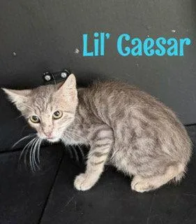 Lil Caesar thumbnail 2