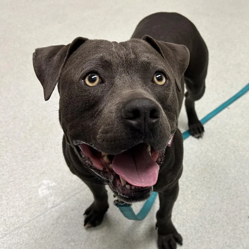 An adult medium-sized male Gray / Blue / Silver Pit Bull Terrier dog named Leo for adoption in Springfield, MA