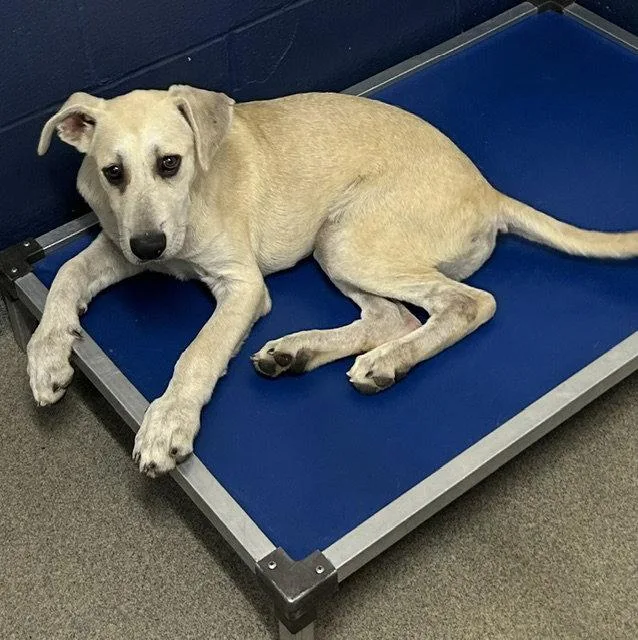 A young medium-sized male Great Pyrenees dog named Gavin Months for adoption in Sterling, MA
