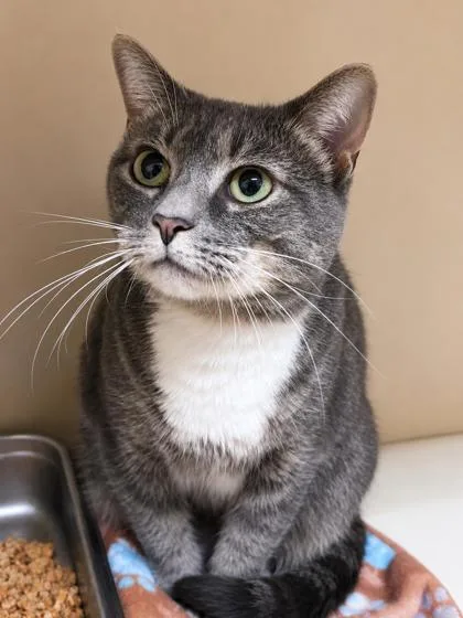 An adult medium-sized female Domestic Short Hair cat named Twilight for adoption in Chamblee, GA