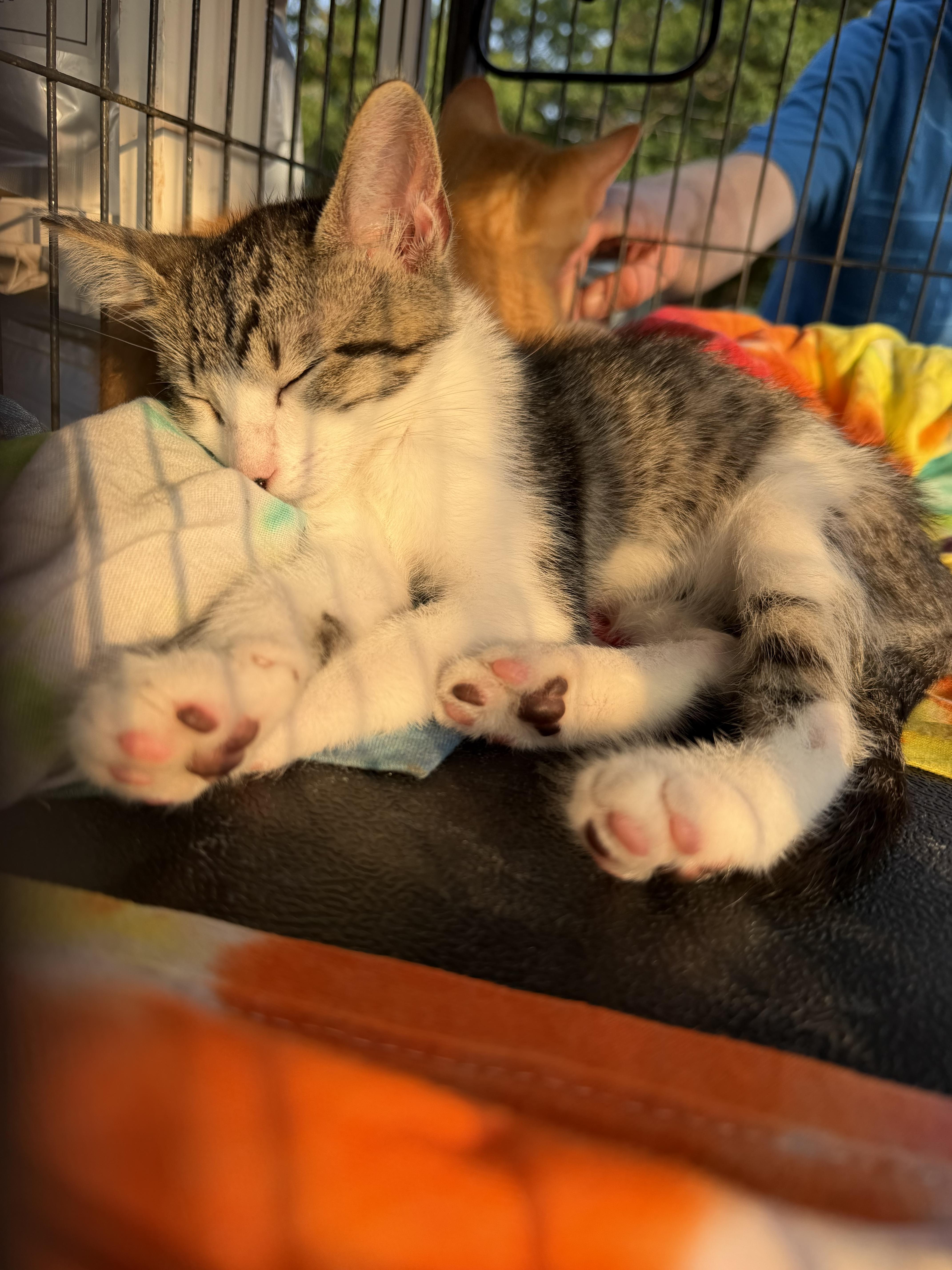 A baby medium-sized male Tabby (Brown / Chocolate) Domestic Short Hair cat named Ferris wheel for adoption in fennville, MI