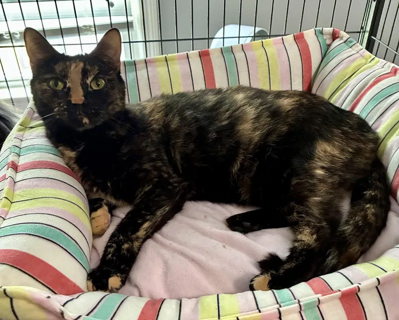 A baby small-sized female Domestic Short Hair cat named Beetle for adoption in Lexington, SC