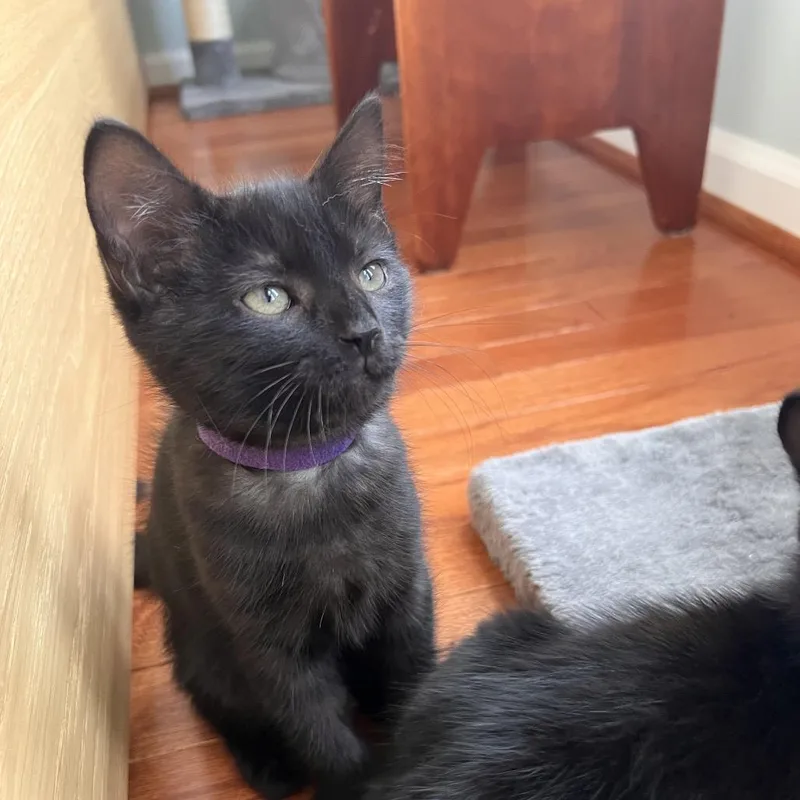 A baby small-sized female Black Domestic Short Hair cat named Poppy for adoption in Fairfax Station, VA