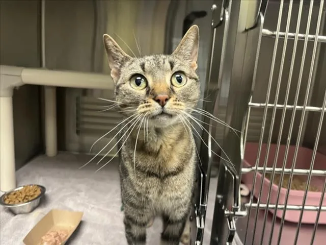 An adult medium-sized female Domestic Short Hair cat named Fiona for adoption in Chapel Hill, NC