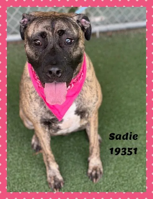 An adult large-sized female Tricolor (Brown, Black, & White) Presa Canario dog named Sadie for adoption in Marietta, GA