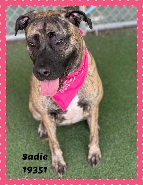 Sadie thumbnail 2