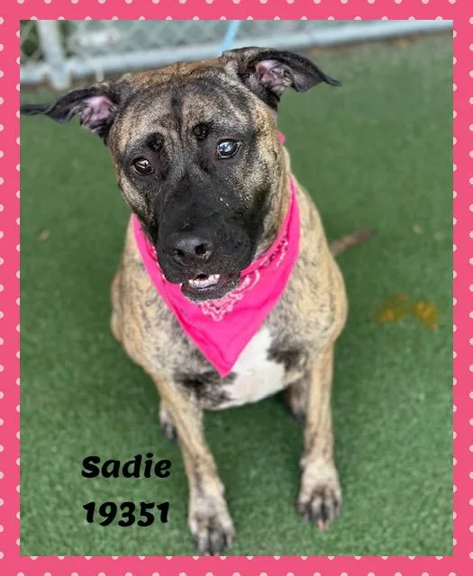 Sadie thumbnail 3