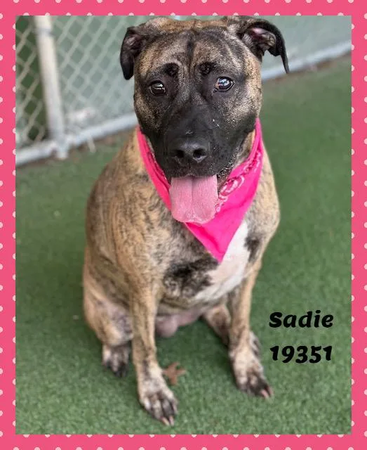Sadie thumbnail 5
