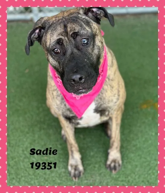Sadie thumbnail 6
