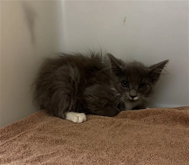 A baby small-sized female Domestic Medium Hair cat named Amelia for adoption in Statesville, NC