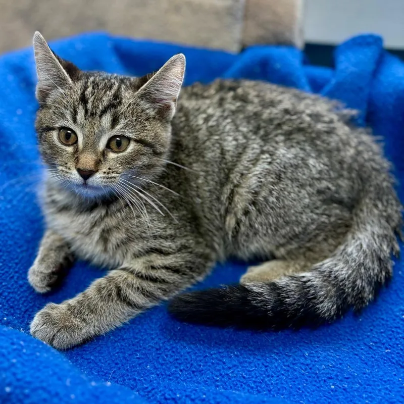 A baby small-sized male Brown / Chocolate Domestic Short Hair cat named Noodle for adoption in New Fairfield, CT