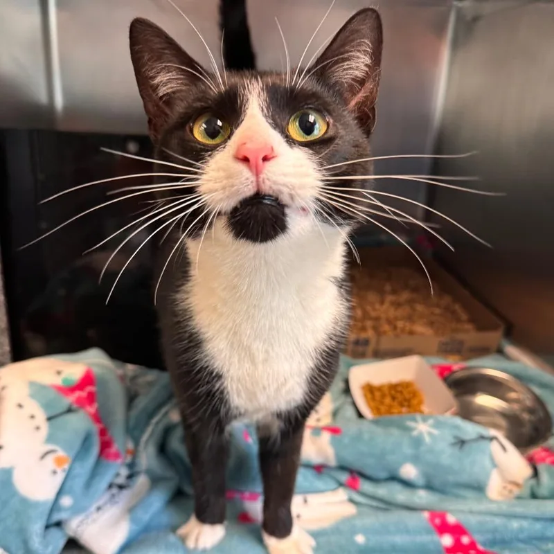 A young medium-sized female Black Domestic Short Hair cat named Cookie for adoption in Birdsboro, PA
