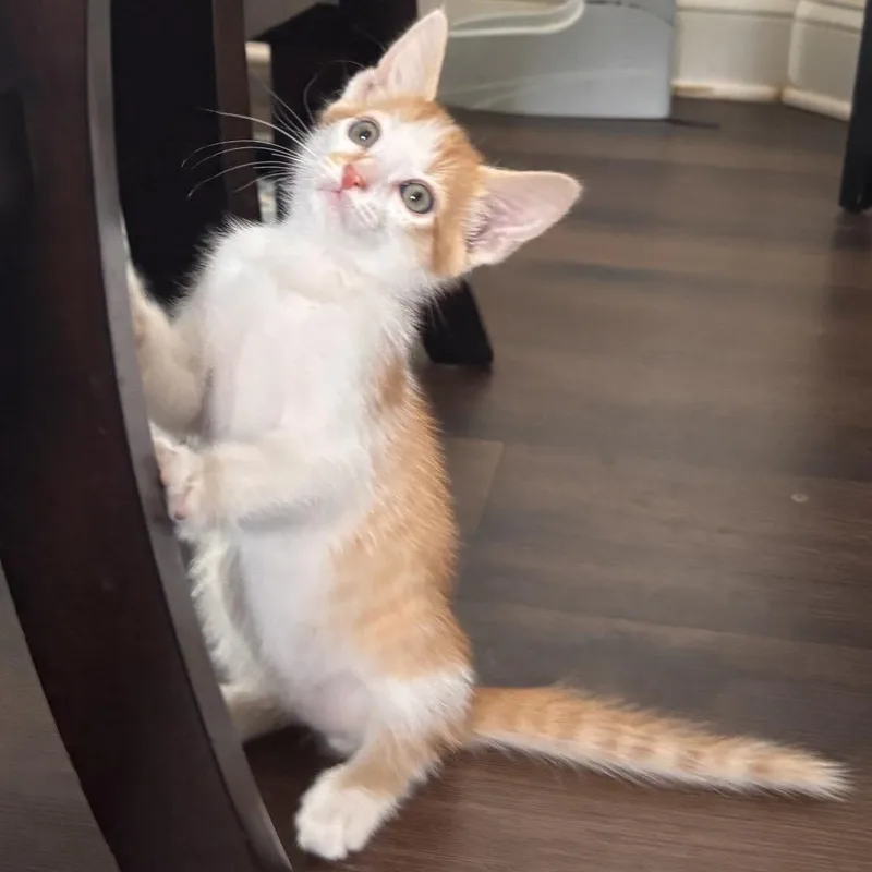 A baby small-sized male Orange / Red Domestic Short Hair cat named Gonzaga for adoption in Port Richey, FL