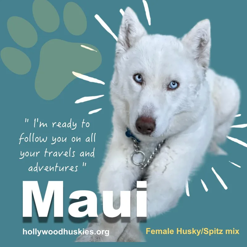 An adult medium-sized female White / Cream Husky dog named Maui for adoption in Studio City, CA