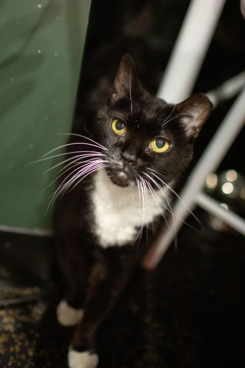 Midnight Bonded To Mimi thumbnail 3
