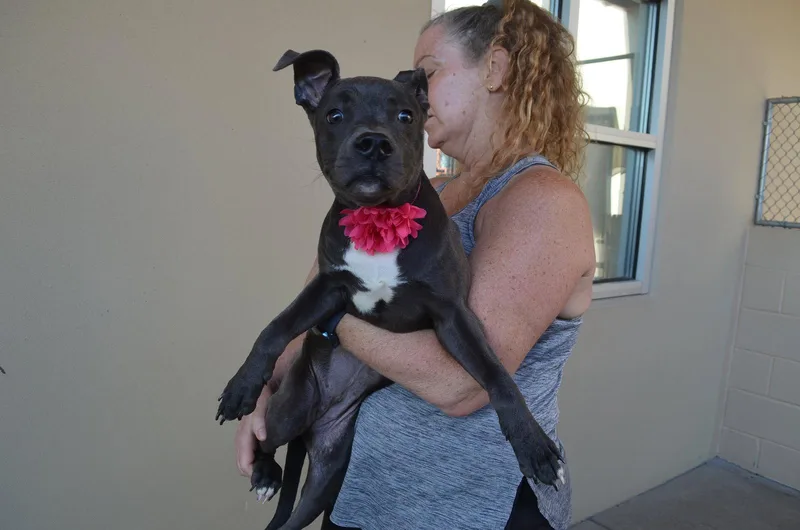 A young large-sized female Pit Bull Terrier dog named Harriet for adoption in McKinney, TX