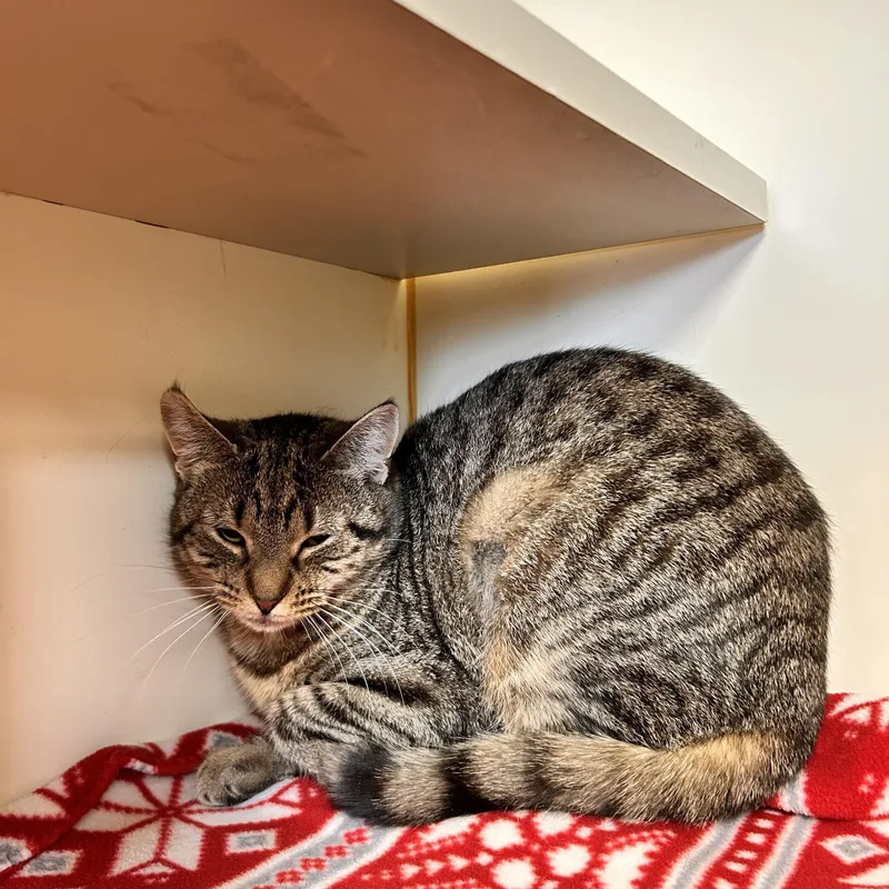 Crunch Wrap thumbnail 2