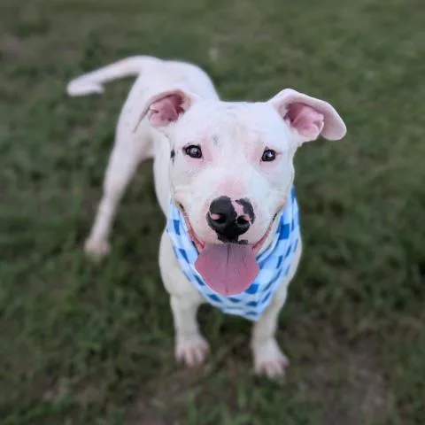 A young medium-sized male Pit Bull Terrier dog named Conrad for adoption in Conroe, TX