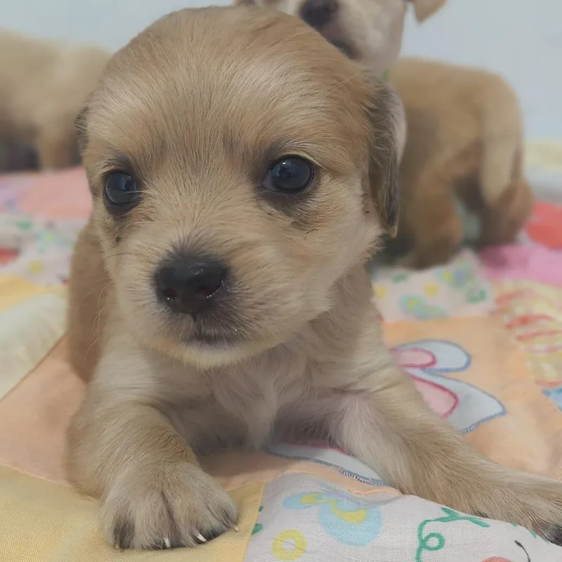 A baby small-sized female Golden Dachshund dog named Hestia for adoption in Othello, WA
