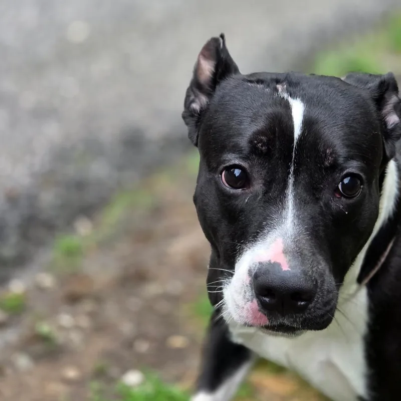 An adult medium-sized female Black Mixed Breed dog named Journey for adoption in Charleston, WV